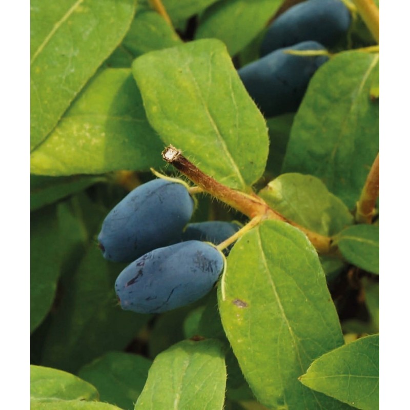 Kamchatka Berry ’Asset’ Kamchatka Berry ’Asset’ (Lonicera kamtchatica