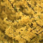 Forsycja pośrednia Goldzauber 2L