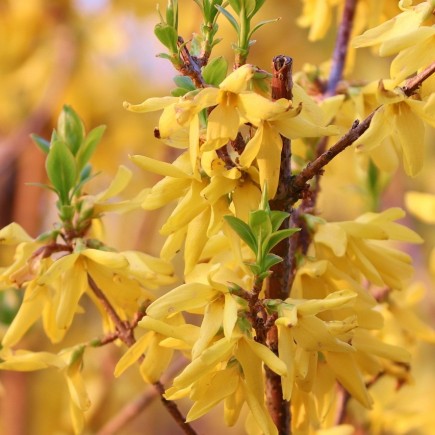 Forsycja pośrednia Goldzauber 2L