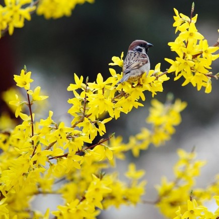 Forsycja pośrednia Goldzauber 2L