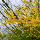 Forsycja pośrednia Goldzauber 2L