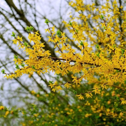 Forsycja pośrednia Goldzauber 2L