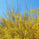 Forsycja pośrednia Goldzauber 2L