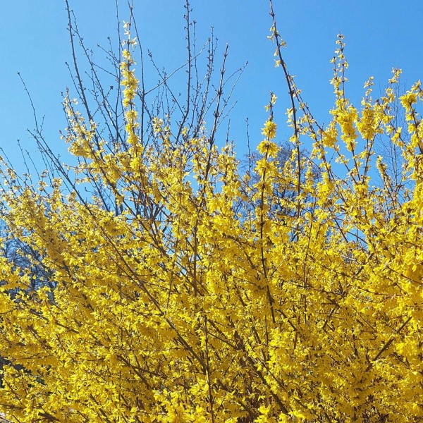 Forsycja pośrednia Goldzauber 2L