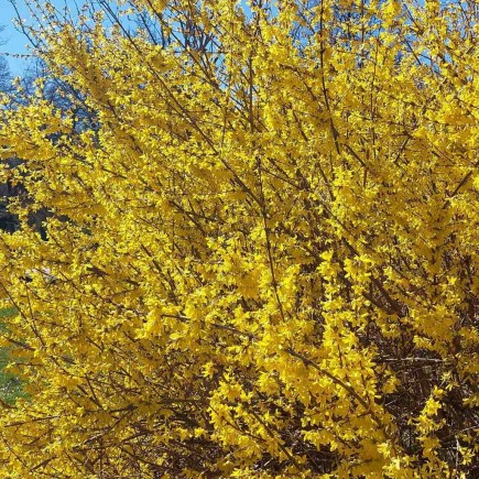 Forsycja pośrednia Goldzauber 2L
