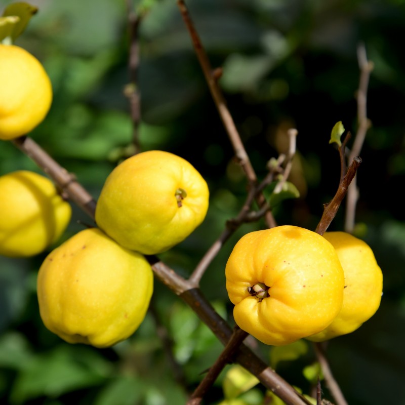 Pigwowiec japoński Orange Tea 2L