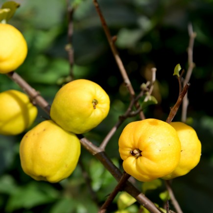 Pigwowiec japoński Orange...