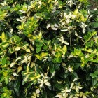 Trzmielina Fortunea Sunspot 2L