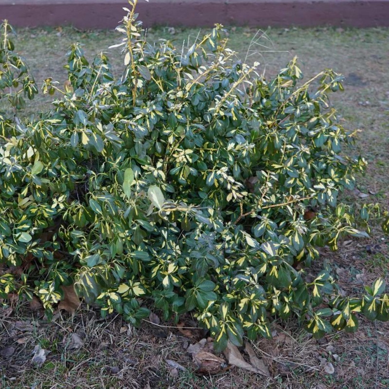Trzmielina Fortunea Sunspot 2L