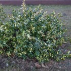 Trzmielina Fortunea Sunspot 2L