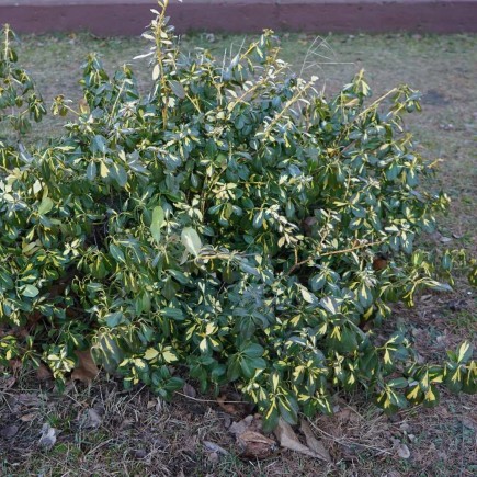 Trzmielina Fortunea Sunspot 2L