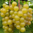 Winorośl pakiet N6 Refren, Reliance, Supaga, Bianca, Alwood, Agat Doński 2L
