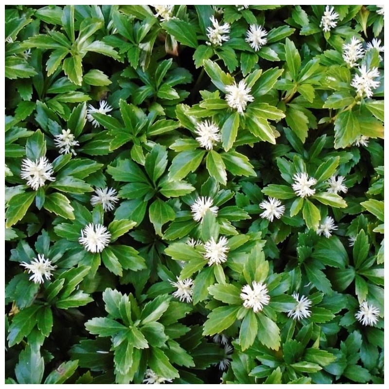 Runianka japońska Green Sheen 1L