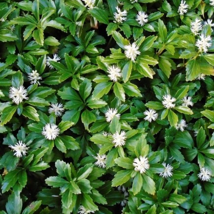 Runianka japońska Green...