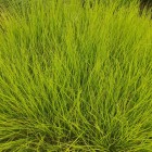 Trawa Sesleria jesienna 1L