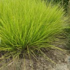Trawa Sesleria jesienna 1L