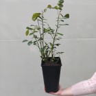 Róża pnąca czerwona Mushimara 3L
