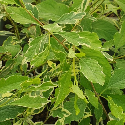 Wiciokrzew pomorski Harlequin Sherlite 2L