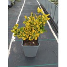 Trzmielina Fortunea Emerald Gold 1L
