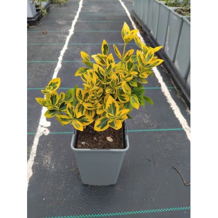 Trzmielina Fortunea Emerald Gold 1L