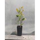 Borówka amerykańska Bluejay 1L