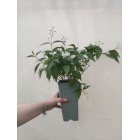 Żylistek różowy Campanulata 2L