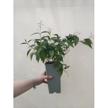 Żylistek różowy Campanulata 2L