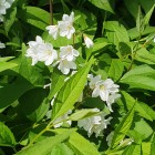 Żylistek różowy Campanulata 2L