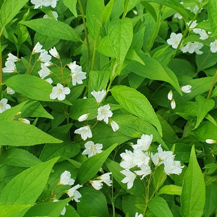 Żylistek różowy Campanulata 2L