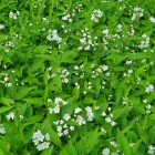Żylistek różowy Campanulata 2L