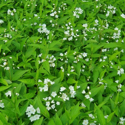 Żylistek różowy Campanulata 2L
