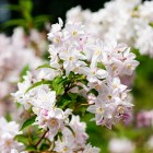 Żylistek różowy Campanulata 2L