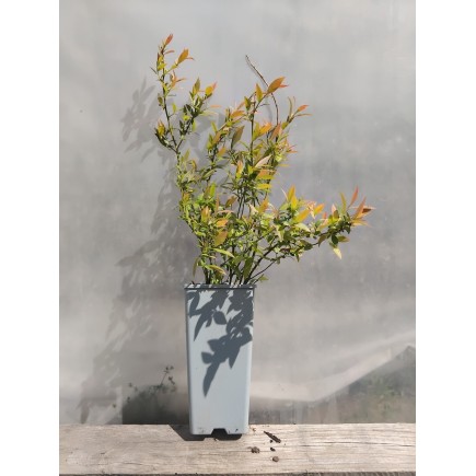 Borówka amerykańska Pink Lemonade 2L