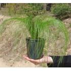 Ostnica Mocna Pony Tails 1L