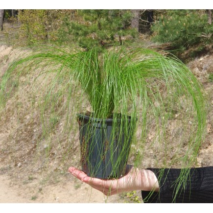 Ostnica Mocna Pony Tails 1L