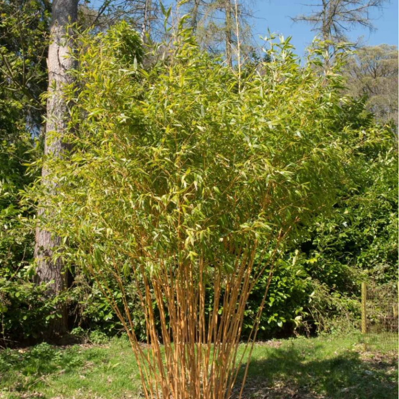 bambus frame Natural Bamboo Frame (Set of 2) main image 0