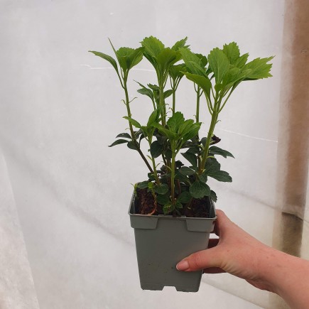 Runianka japońska Green Sheen 1L