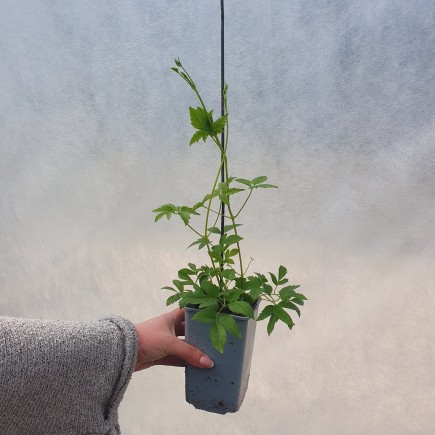 Powojnik Albina Plena botaniczny 1L