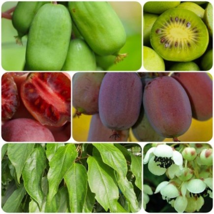 Aktinidia Pakiet N1 Jumbo,...
