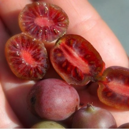 Aktinidia Pakiet N1 Jumbo, Ken's Red, Male 2L