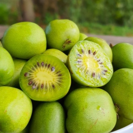 Aktinidia Pakiet N1 Jumbo, Ken's Red, Male 2L