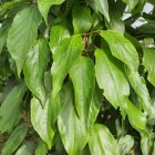 Aktinidia Pakiet N1 Jumbo, Ken's Red, Male 2L