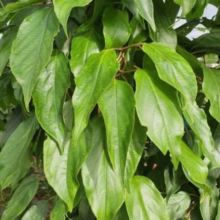 Aktinidia Pakiet N1 Jumbo, Ken's Red, Male 2L
