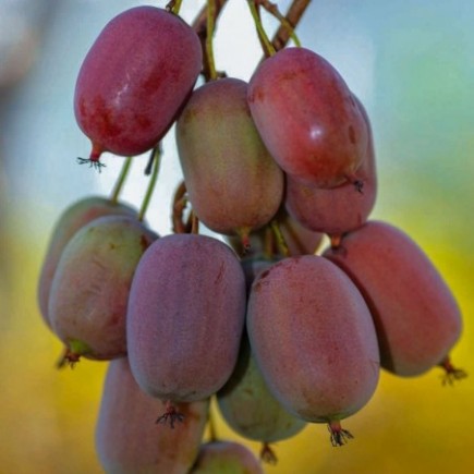 Aktinidia Pakiet N1 Jumbo, Ken's Red, Male 2L