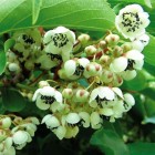 Aktinidia Pakiet N1 Jumbo, Ken's Red, Male 2L
