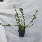 Irga pozioma 1L