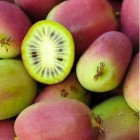 Aktinidia Pakiet N2 Ananasnaya, Weiki żeńska i męska 2L