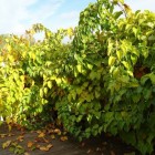Aktinidia Pakiet N2 Ananasnaya, Weiki żeńska i męska 2L