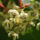 Aktinidia Pakiet N2 Ananasnaya, Weiki żeńska i męska 2L