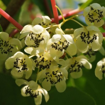 Aktinidia Pakiet N2 Ananasnaya, Weiki żeńska i męska 2L